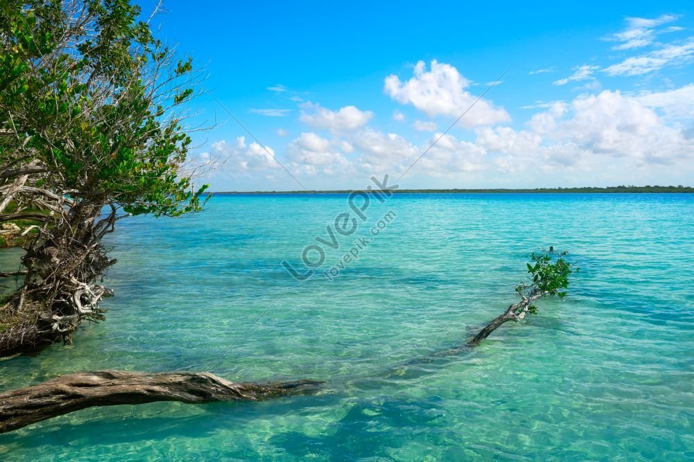 The Lagoon Of Bacalar And Its Mangrove In Quintana Roo Mexico A Mayan Treasure Picture And Hd 9106