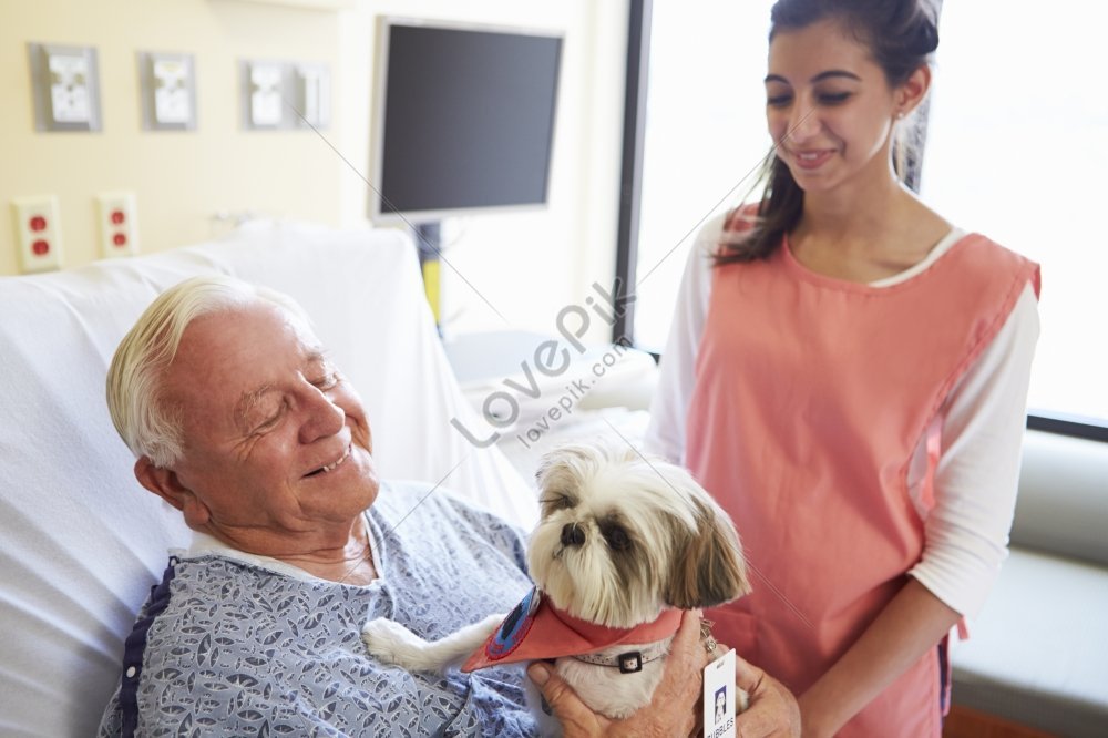 Pet Therapy Dog Visiting Senior Male Patient In Hospital Picture And HD ...