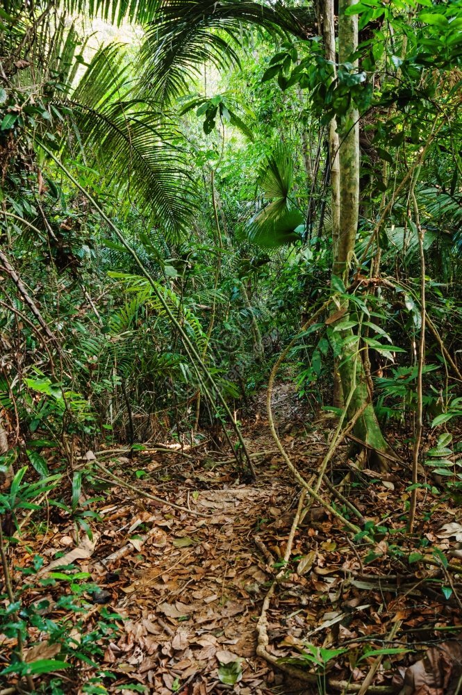 Trail Through The Bamboo Thickets Of The Tropical Jungles In South East ...