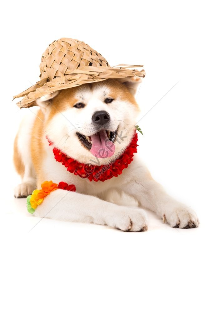 Beautiful Akita Inu Dog Ready For Summer Vacation Picture Picture And