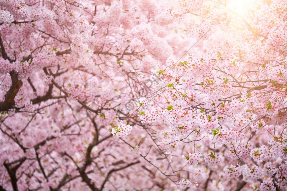 Blooming Sakura