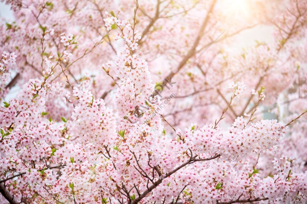 Blooming Sakura