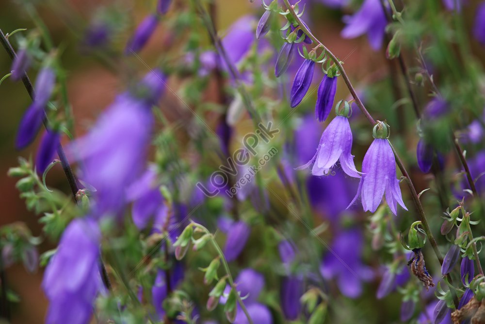 Violet Wild Flowers Blooming In A Green Grass Meadow With Rural Nature ...