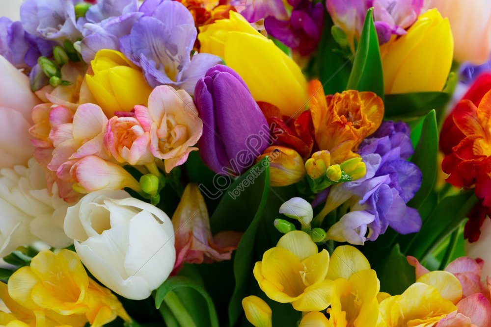 The Captivating Beauty of Freesia | Bloom College