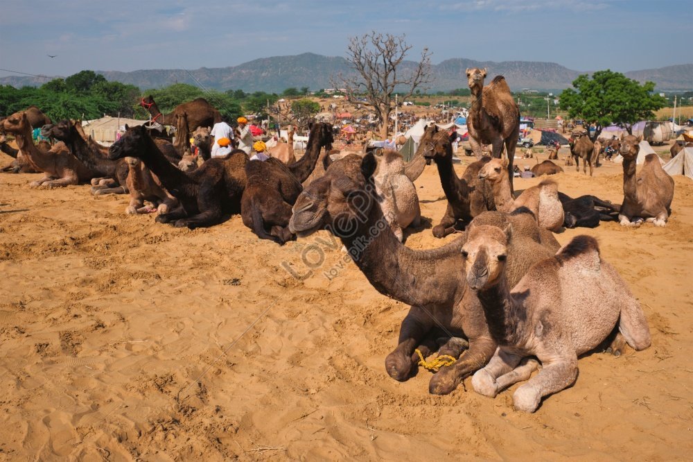 Pushkar Camel Fair A Famous Tourist Attraction In Pushkar Captured In ...