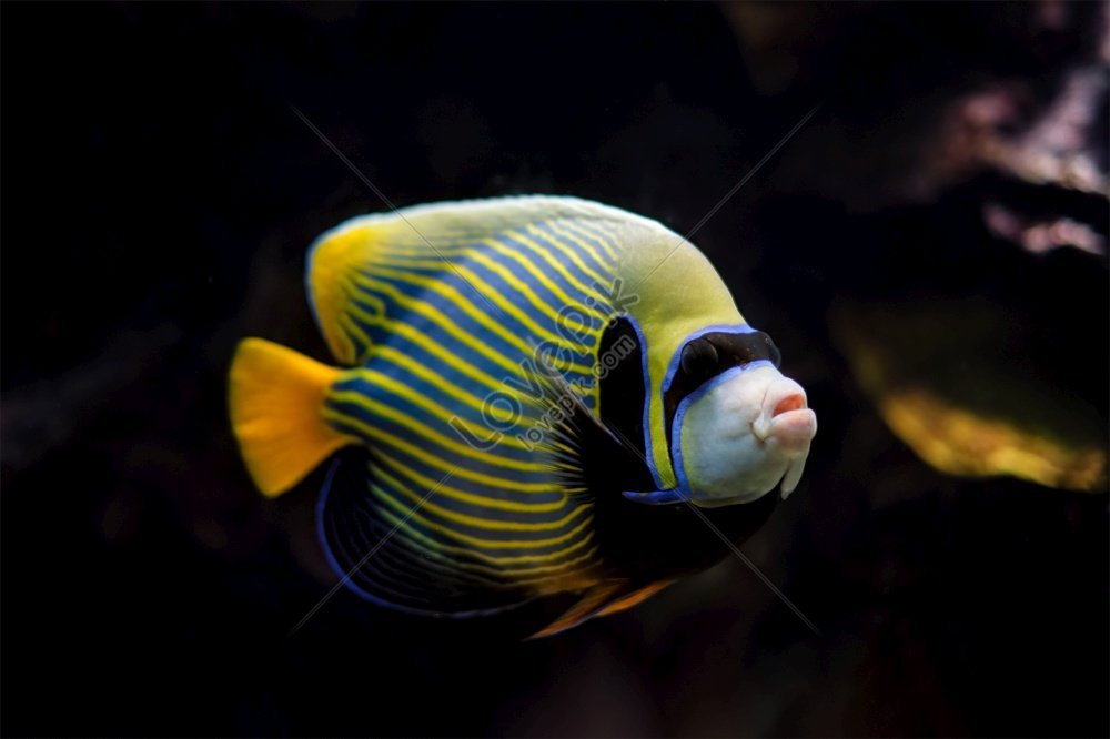 Angelfish (Pterophyllum Scalare) Isolated On Black Background Stock Photo,  Picture and Royalty Free Image. Image 93374417.