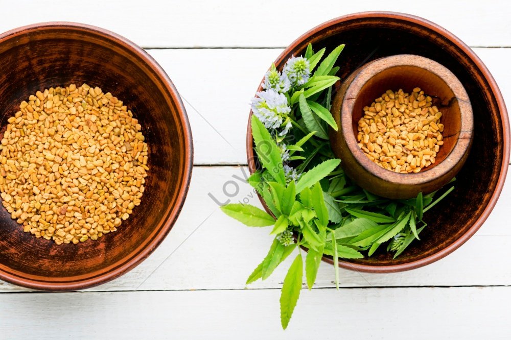 Fenugreek Seed Spice Condiment Seasoning Photo Picture And HD Photos ...