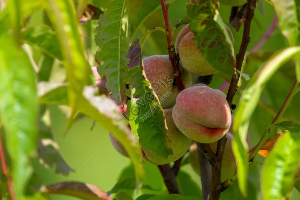 Незрелый персик. Unripe Peach. Ветви персика Ананга ранга. Белый нектарин дерево. Картинка белый персик на дереве.