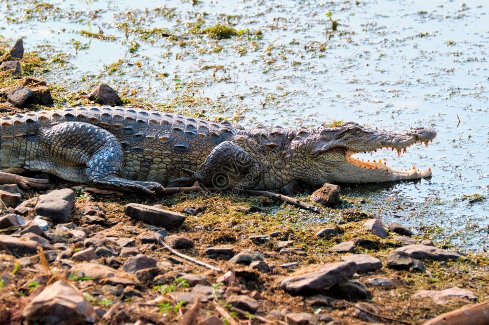 Marsh Crocodile. Рантхамбор национальный парк фото крокодилов. Растения крокодильчики болотистая. Игра крокодилы на болоте