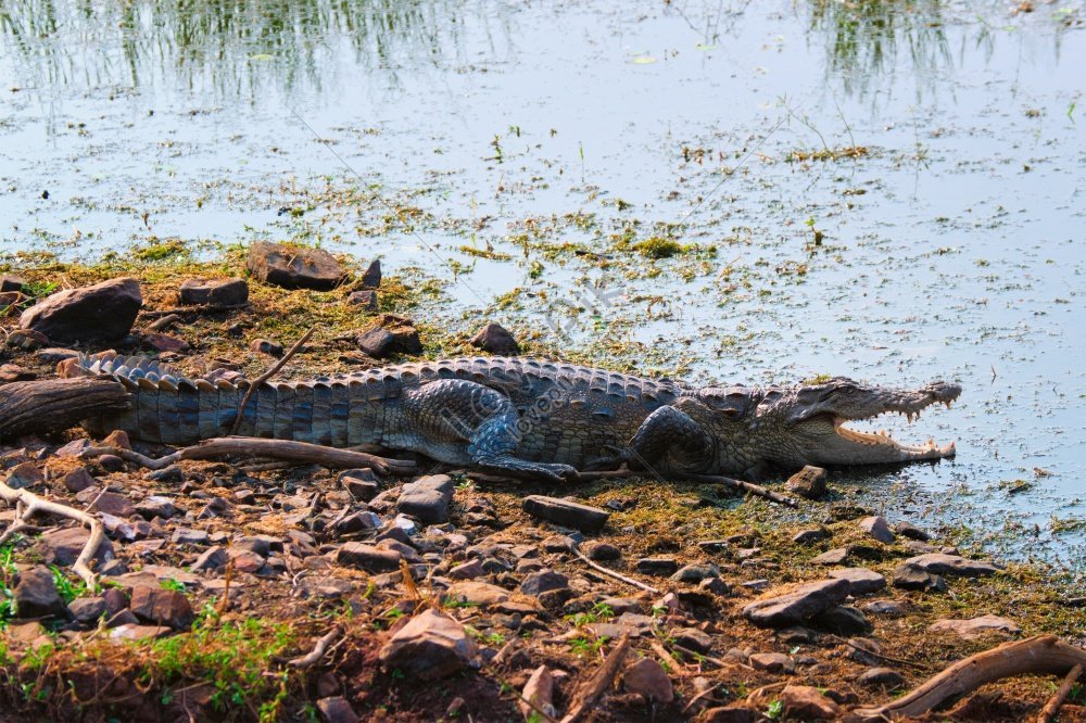 Болотный крокодил Индии. Мангровые болота крокодилы. Болото с крокодилами. Глаз крокодила в трясине. Игра крокодилы на болоте