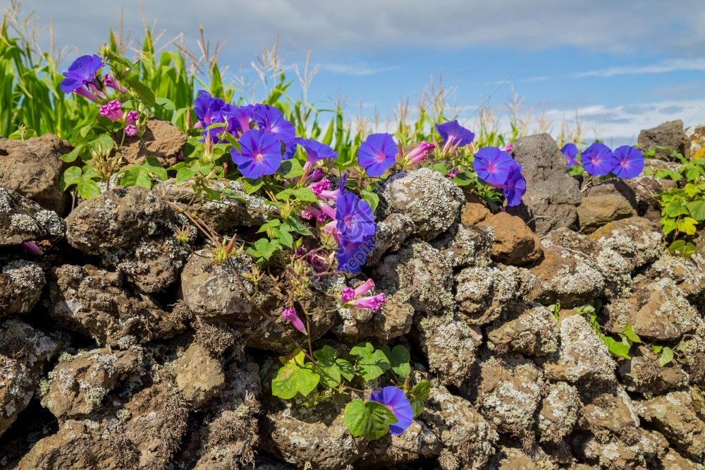 photographie de fleurs violettes