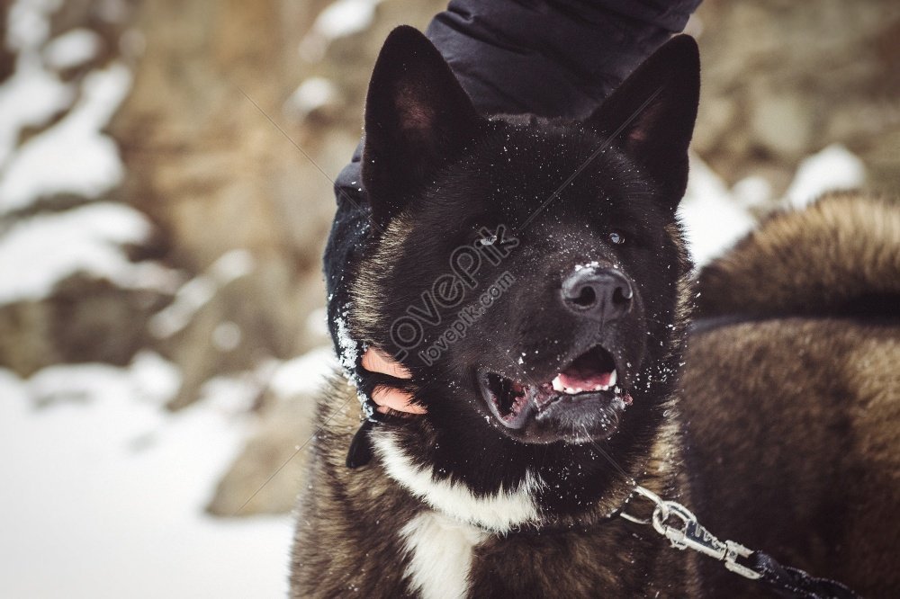 Dark Colored Alaskan Malamute Walking In Snowy Natural Environment ...