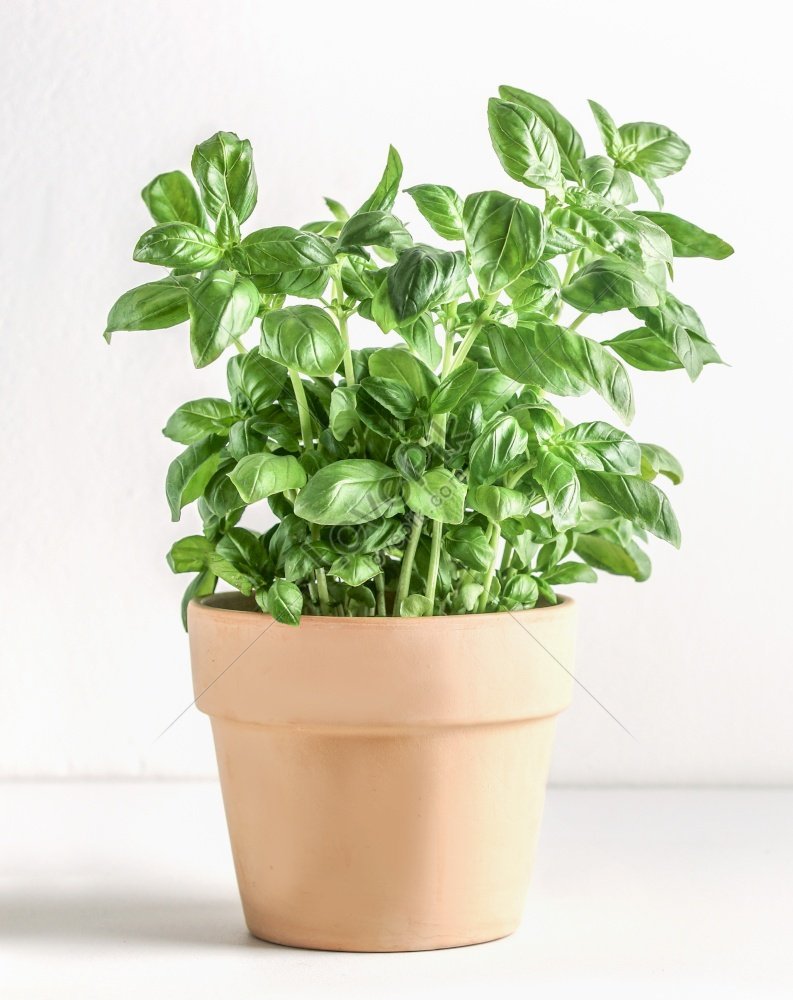 Basil Potted In Terracotta Plant Pot With White Table Background