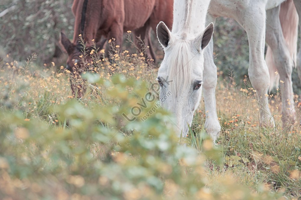 Brood mare. Картинки кобадача.