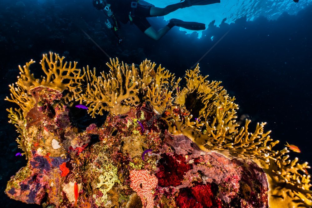 Red Sea Coral Reefs And Water Plants Photographs Picture And HD Photos ...