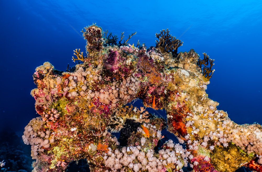 Red Sea Coral Reefs And Water Plants Photographs Picture And HD Photos ...