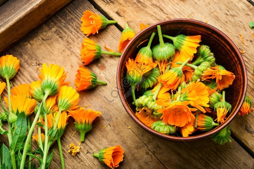 Fresh Marigold Flowers Used In Herbal Medicine Photo Picture And HD