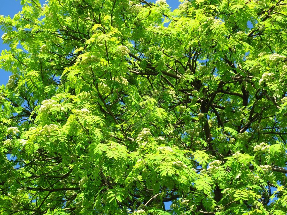 Photo Of Fresh Green Branches Of Blossoming Mountain Ash Picture And HD ...