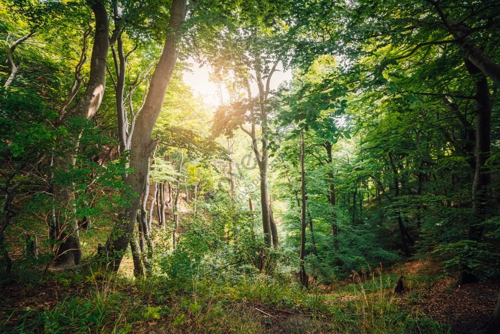 晴れた夏の日に葉の間から太陽の光が差し込む緑の森の写真 写真素材 
