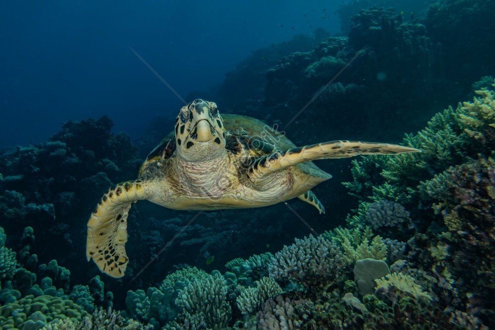 Photo Of Hawksbill Sea Turtle In The Red Sea Picture And Hd Photos 