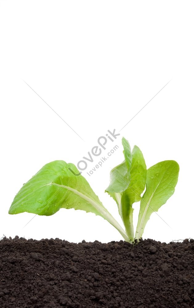 Photo Of Lettuce Seedling In Soil Picture And Hd Photos Free Download