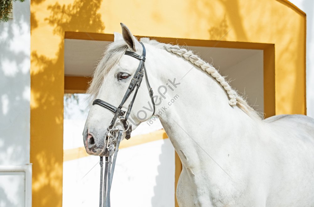 Ritratto Di Cavallo Andaluso In Briglia Da Dressage In Andalusia, Spagna -  Foto Immagine Gratis, Foto download su Lovepik