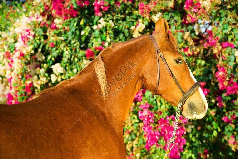 Portrait Of Chestnut Marwari Mare Against Flower Background In India ...