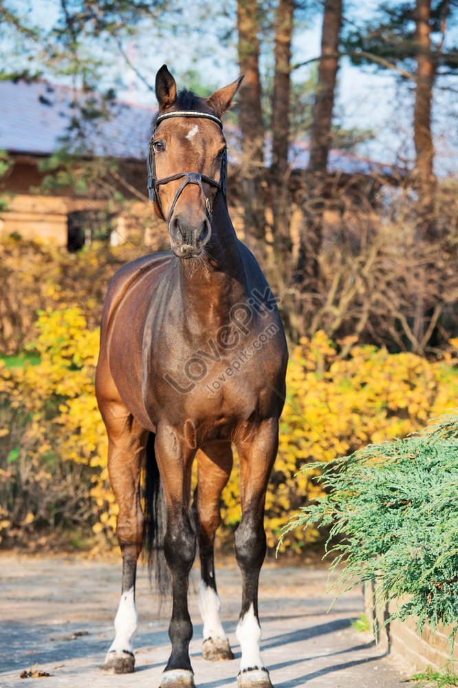 Horse Position: Over 1,310 Royalty-Free Licensable Stock Vectors & Vector  Art | Shutterstock
