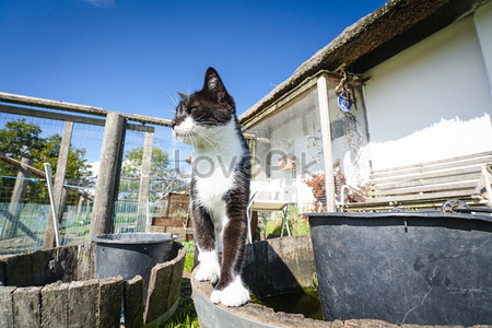 Фотография кошки в черно-белом цвете на заднем дворе летом stock pictures. & изображений