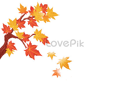 Maple Leaf Background Images, HD Pictures For Free Vectors & PSD Download -  