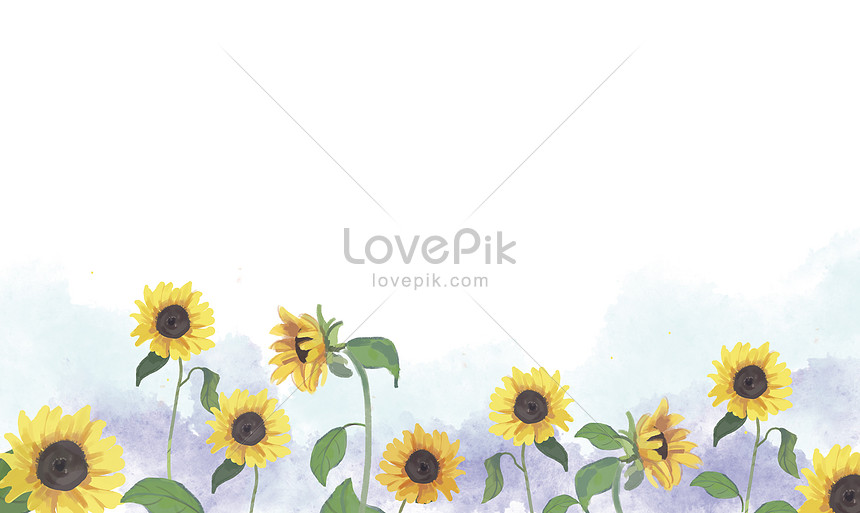 Sunflower illustration: \