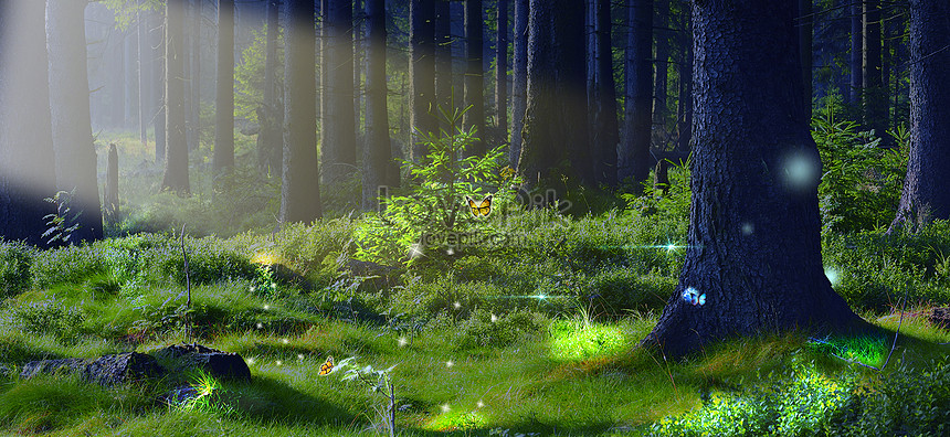 Hình nền rừng thông miễn phí: Bạn là một người yêu thiên nhiên và muốn tìm kiếm những hình ảnh đẹp về rừng thông? Với hình nền rừng thông miễn phí, bạn sẽ có cơ hội khám phá những khung cảnh đẹp, hoang sơ và tuyệt đẹp về rừng thông. Hãy kết nối ngay để truy cập vào kho ảnh miễn phí này.