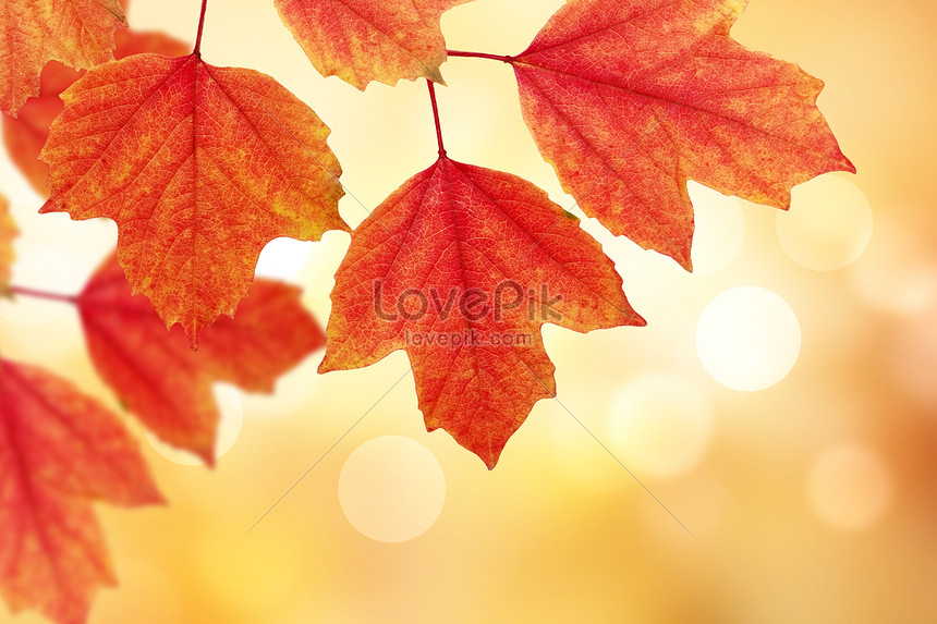 Осенний Кленовый Лист Фото