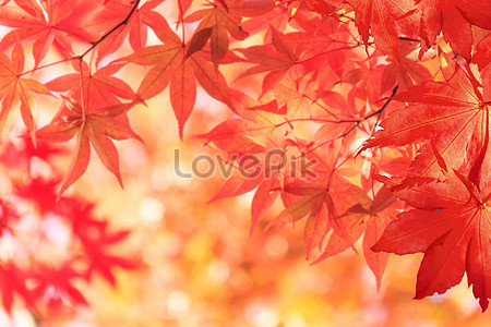 Maple Leaves Background Images, HD Pictures For Free Vectors & PSD ...