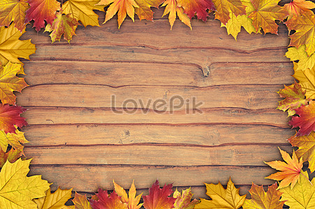 Maple Leaf Background Images, HD Pictures For Free Vectors & PSD Download -  