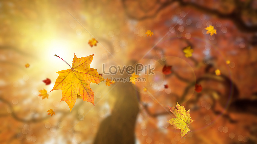 ฟรี รูปฤดูใบไม้ร่วง ภาพที่สร้างสรรค์และดีที่สุดบน Lovepik