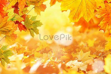 Maple Leaf Background Images, HD Pictures For Free Vectors & PSD Download -  