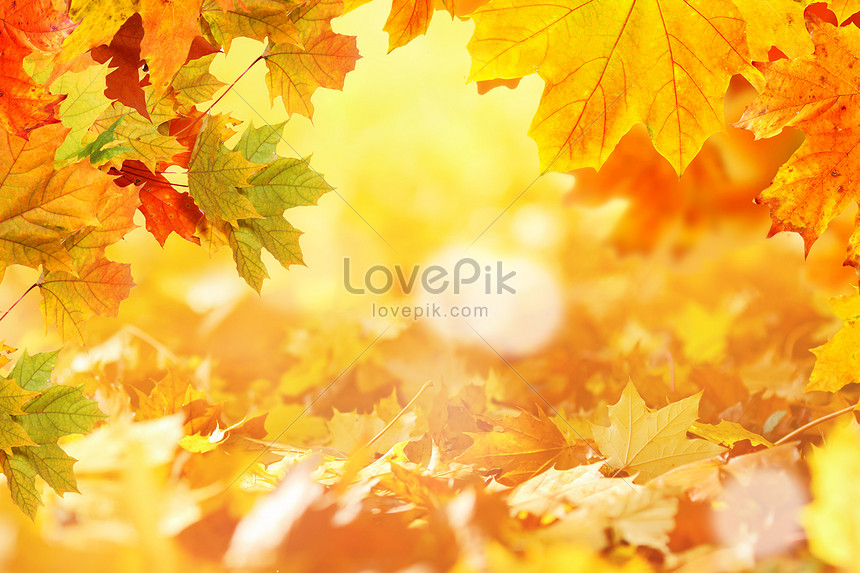 가을의 단풍 배경 배경 사진 및 창의적인 일러스트 무료 다운로드 - Lovepik