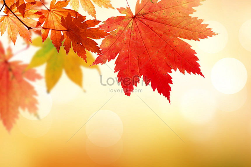 Autumn maple leaf background creative image_picture free download  