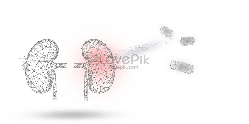 신장 질병의 치료 배경 사진 및 창의적인 일러스트 무료 다운로드 - Lovepik