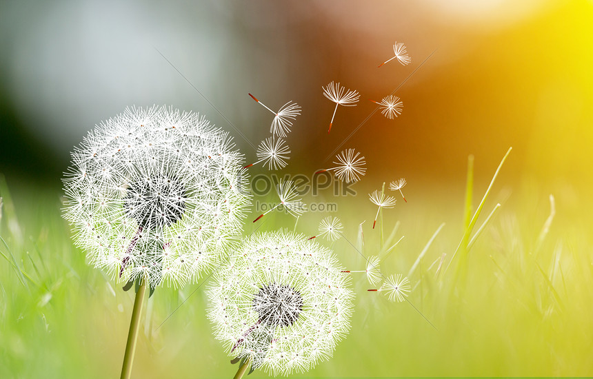 Like dandelion dust creative image_picture free download