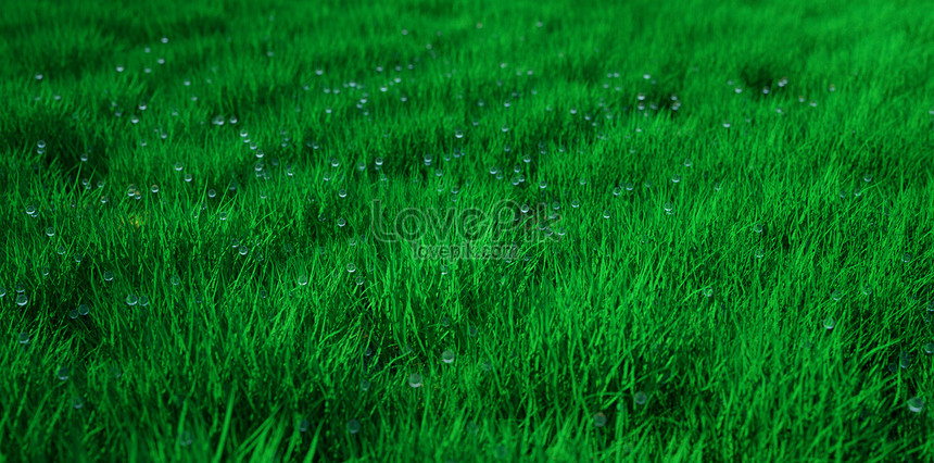 Menakjubkan 28 Foto Pemandangan Rumput Hijau  Arka Gambar 