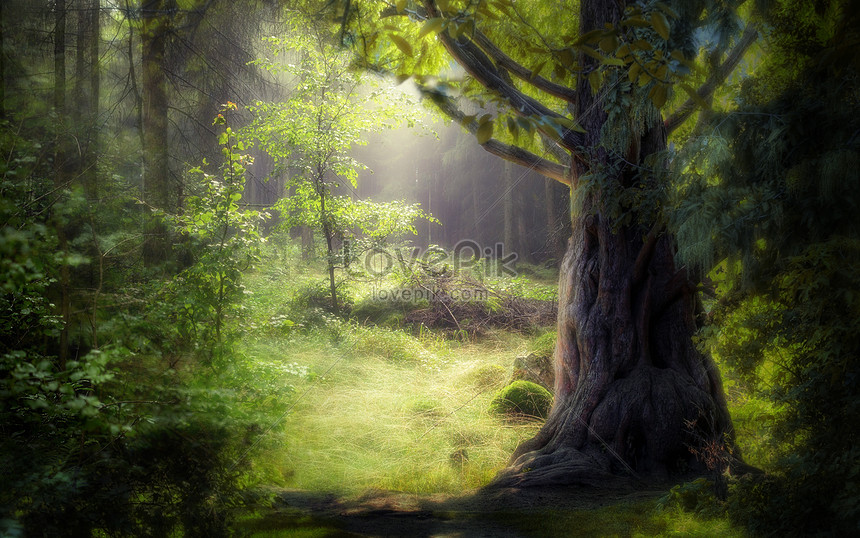 ファンタジーの森のシーンイメージ クリエイティブ Id Prf画像フォーマットpsd Jp Lovepik Com