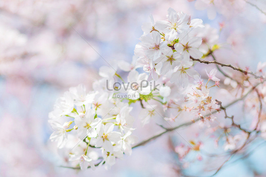  Background  Bunga  Sakura  Segar  Gambar  Bunga 