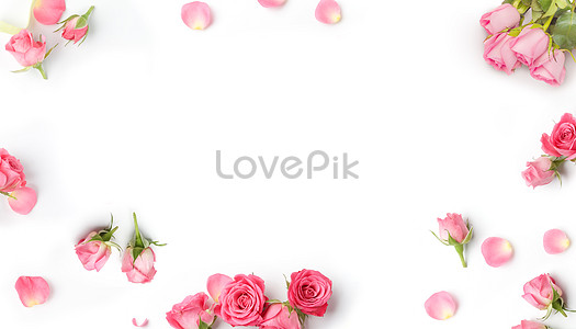 Flower Wallpaper Images, HD Pictures For Free Vectors & PSD Download -  