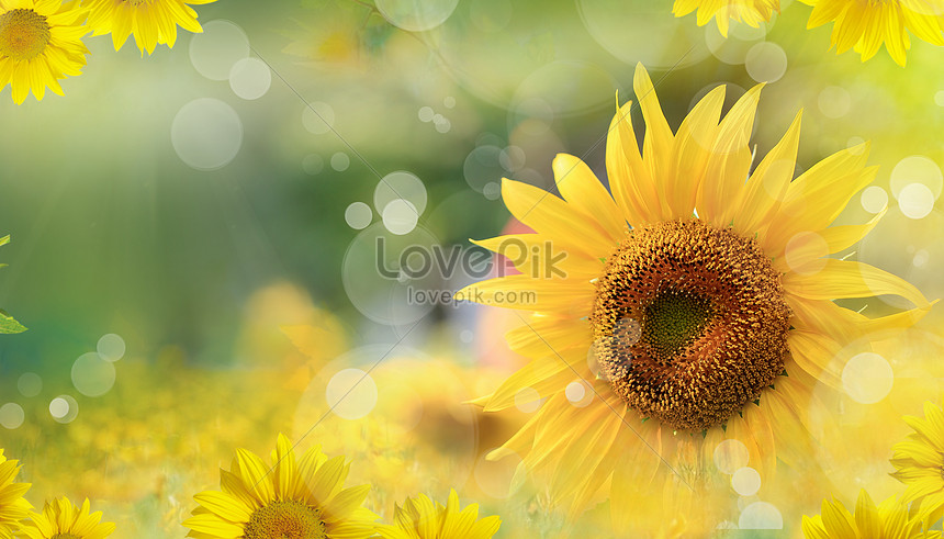 Girasol De Primavera | HD Creativo antecedentes imagen descargar - Lovepik