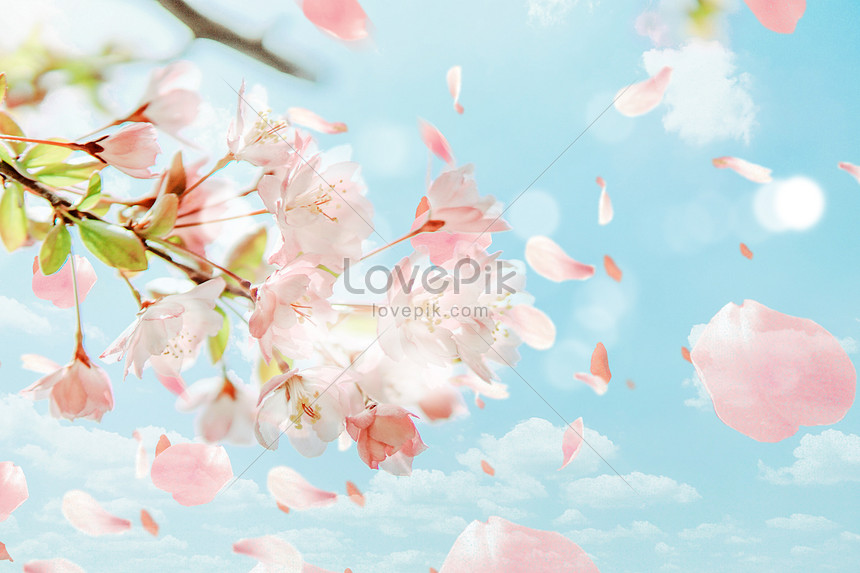 Cùng thưởng thức những giọt nước hoa anh đào rơi hoang dã tại Nhật Bản với bức hình tuyệt đẹp này. Sakura drops cho thấy sự tinh tế và thanh thoát của hoa anh đào trong từng giọt nước đọng lại trên những cành cây.