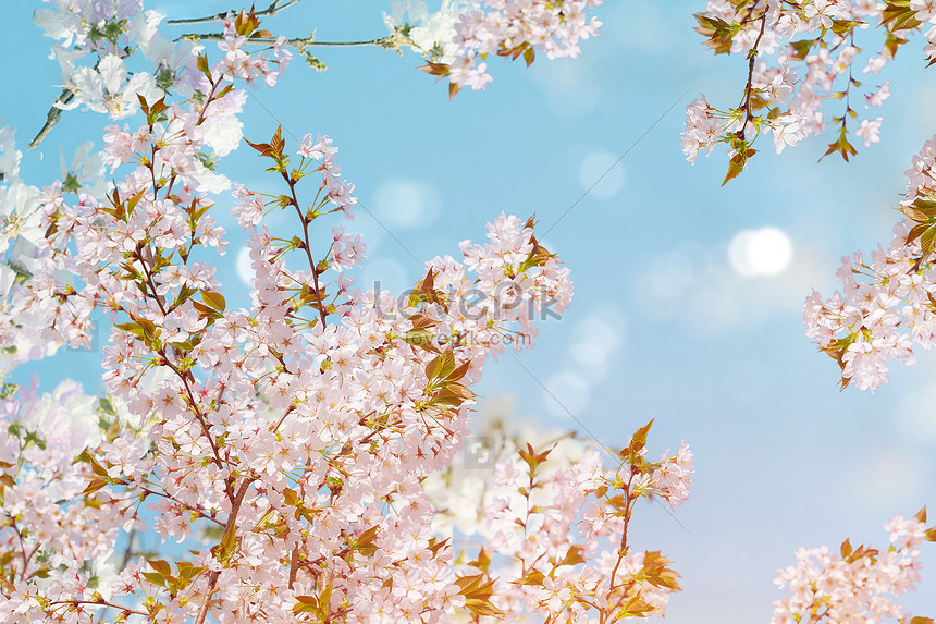 Aesthetic cherry blossom scene creative image_picture free download  