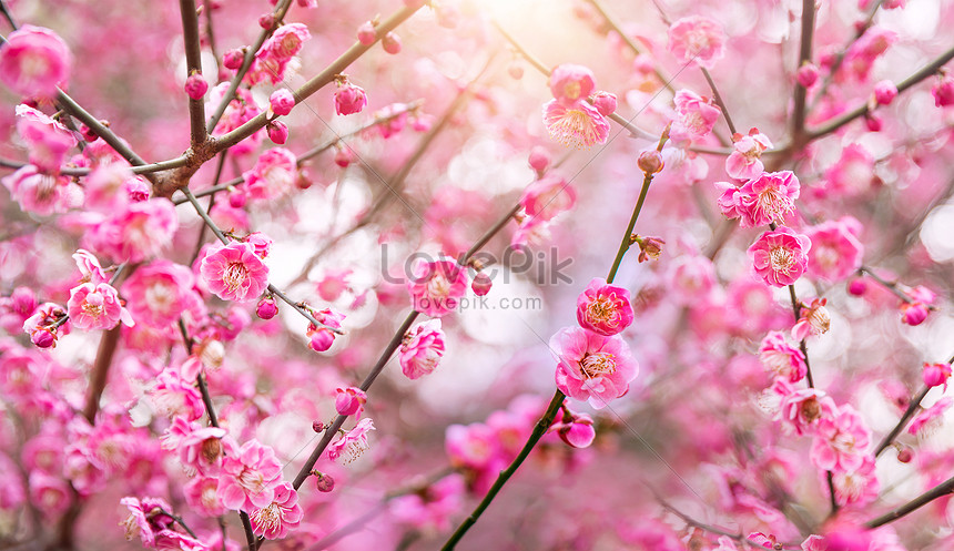 Xuân đang đến rồi, lên đường đi chiêm ngưỡng những đóa hoa xuân đang khoe sắc để tràn đầy niềm vui và tiếp thêm sinh lực cho mùa xuân này. Bức ảnh sẽ khiến bạn cảm thấy yêu đời hơn bao giờ hết.