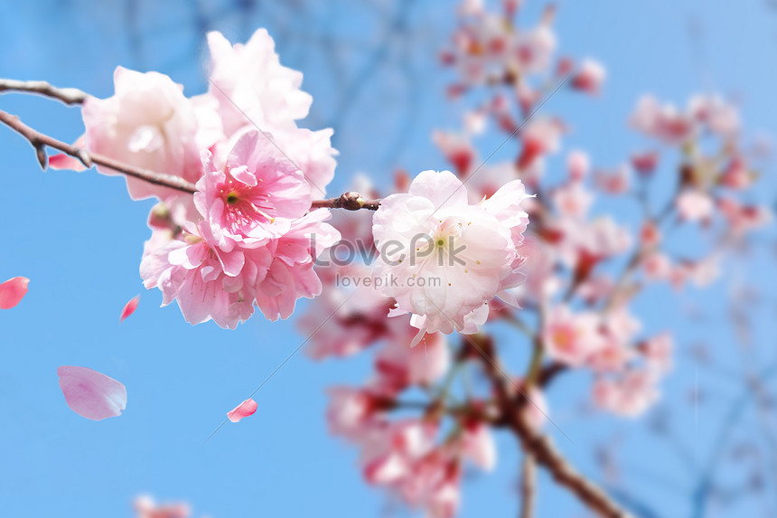 Mùa Xuân Hoa Anh đào là khoảng thời gian mà mọi người đều háo hức chờ đợi bởi bởi vẻ đẹp hoang sơ, mới mẻ của hoa anh đào. Hình ảnh màu hồng ngập tràn sắc xuân cùng với khung cảnh thiên nhiên tuyệt đẹp đem đến cho bạn không gian sống đầy sức sống.